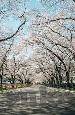一本av日韩-探索日韩AV文化的独特魅力，一本av日韩的深度体验